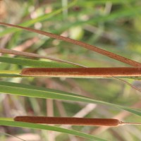 Typha angustifolia L.